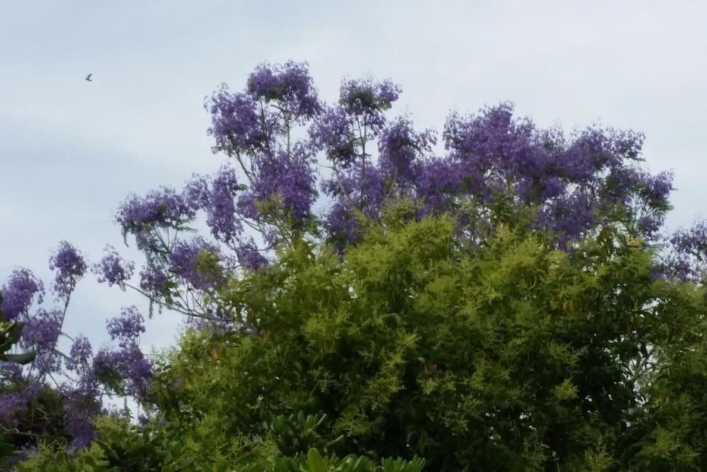 Casetta Jacaranda Genova Kültér fotó